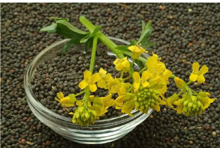 <b>倡導食用油“精準適度加工” 實現(xiàn)“降油增綠”</b>